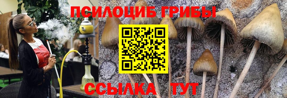 Псилоцибиновые грибы прущие грибы Сертолово